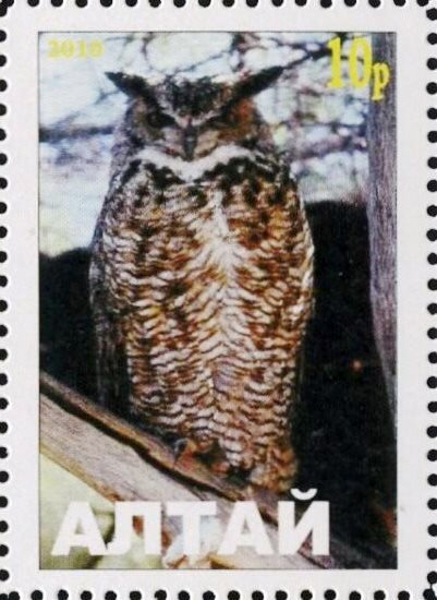 Owl