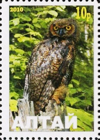 Owl