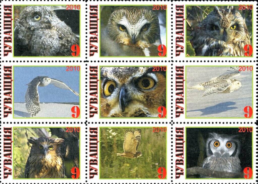Owl