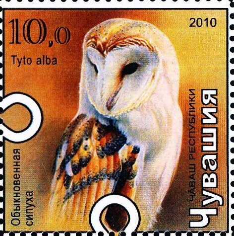 Owl