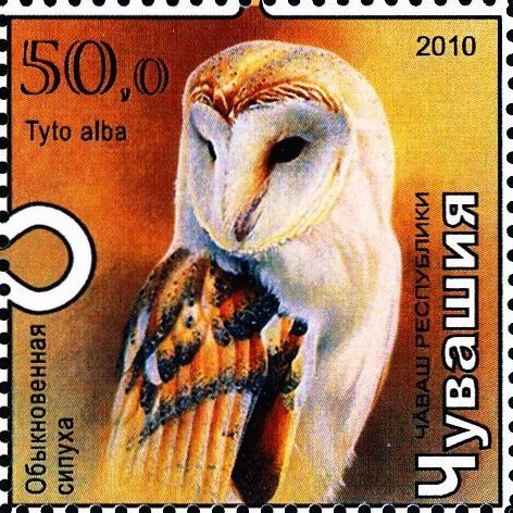 Owl