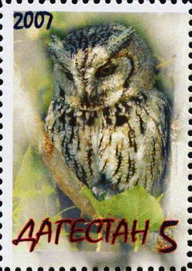 Owl