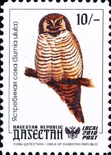 Owl