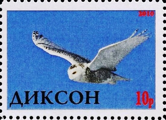 Owl