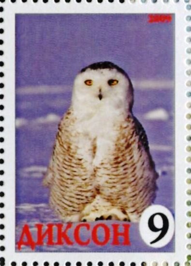 Owl