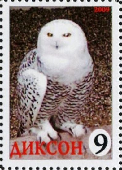 Owl