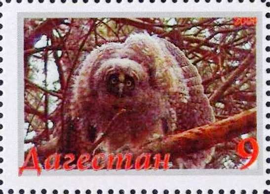 Owl