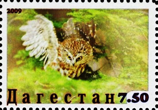 Owl