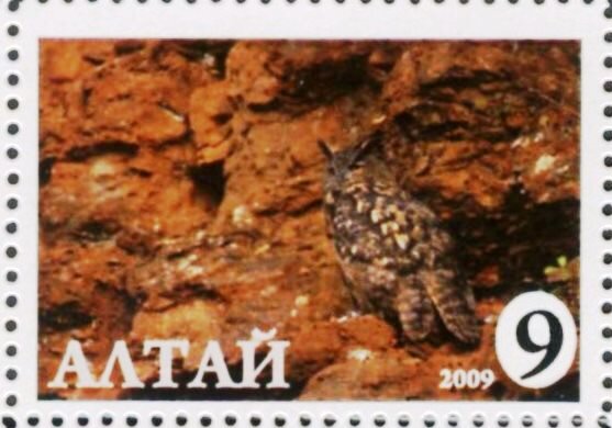 Owl