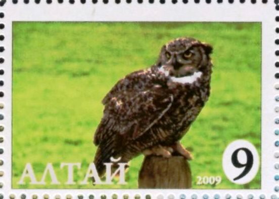Owl