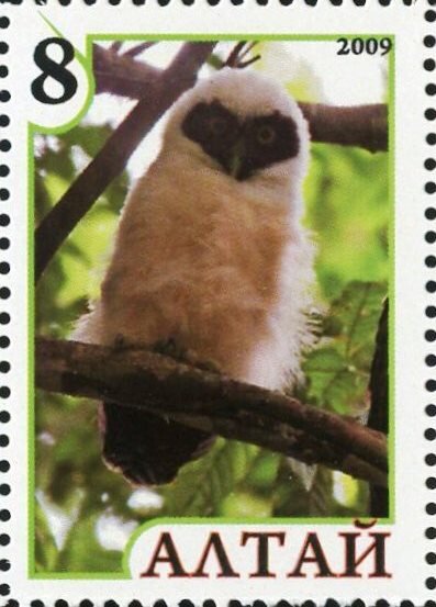 Owl