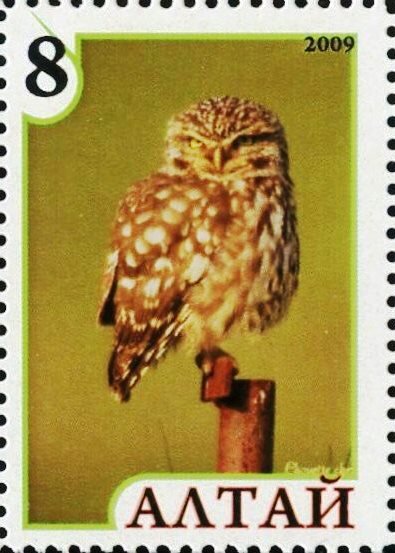 Owl