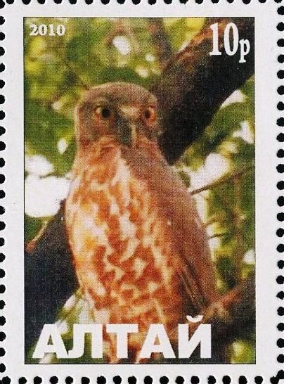 Owl