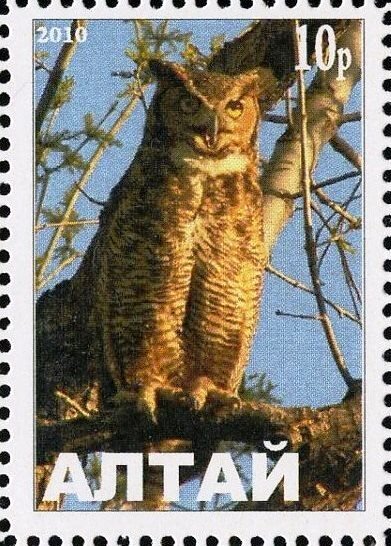 Owl