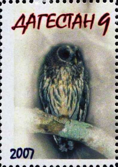 Owl