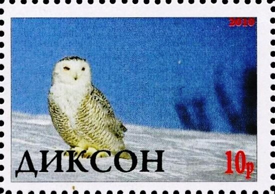 Owl