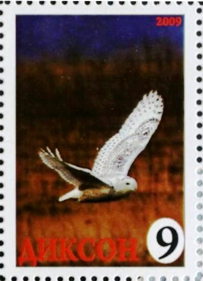 Owl