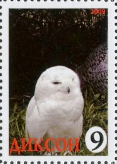Owl