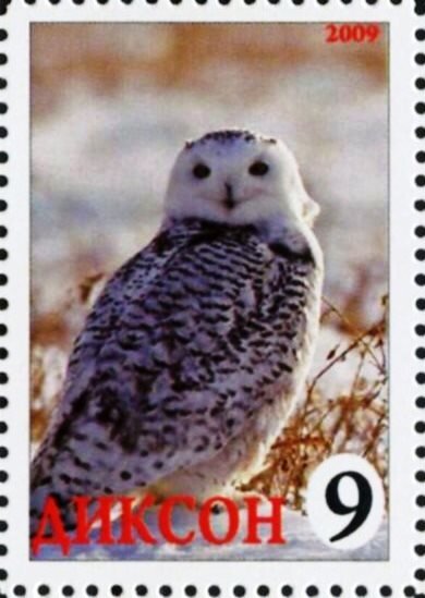 Owl