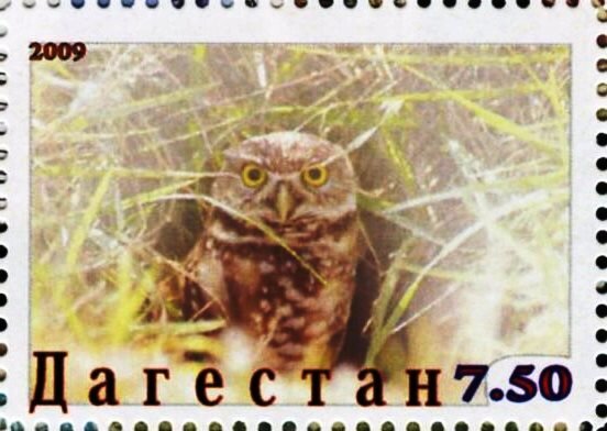 Owl