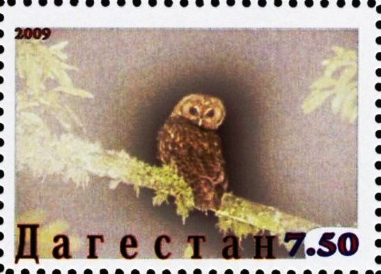 Owl