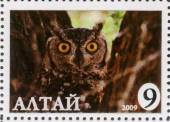Owl