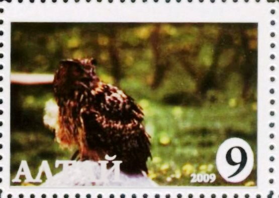 Owl