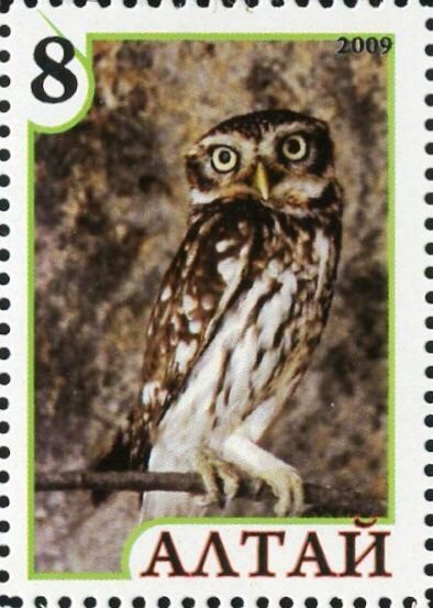 Owl