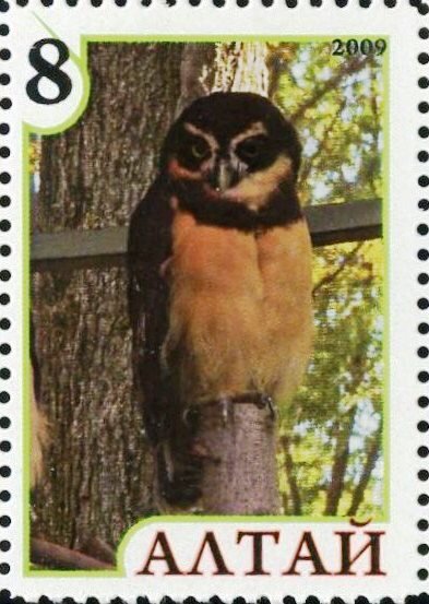 Owl