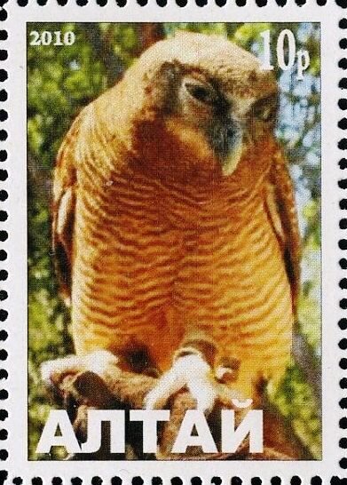 Owl