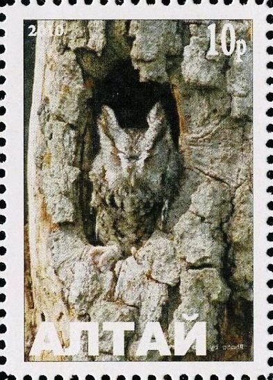 Owl