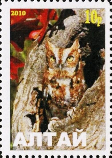 Owl