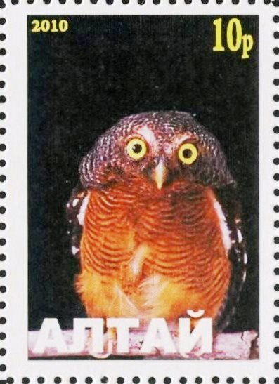Owl