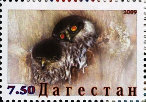 Owls