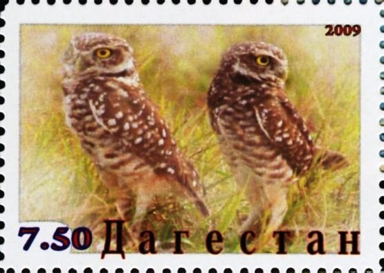 Owls