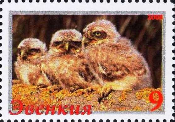 Owls