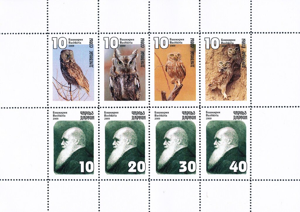 Owls