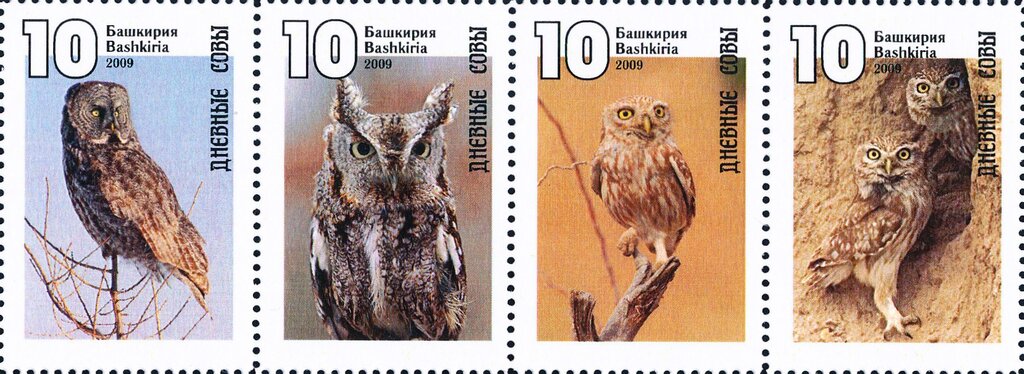 Owls