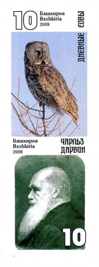 Owls
