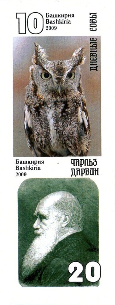 Owls