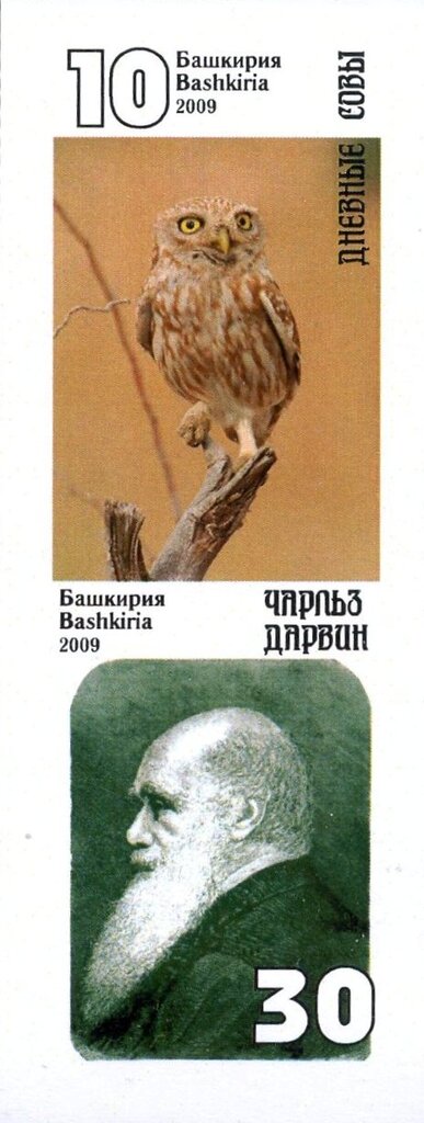 Owls