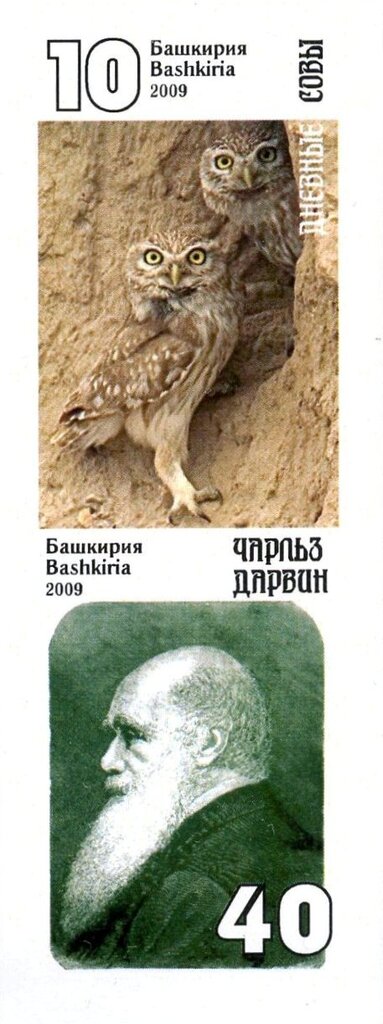 Owls