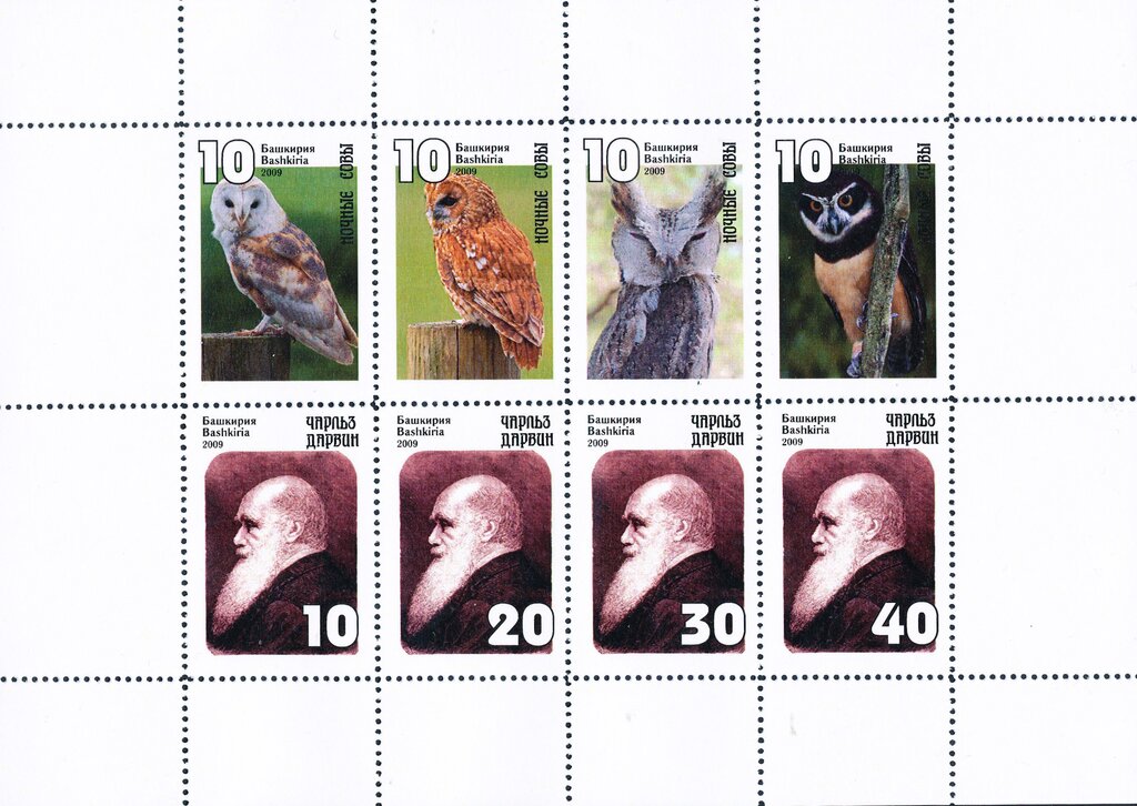 Owls