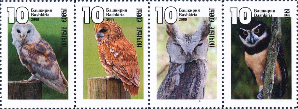 Owls