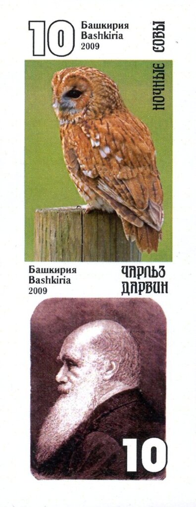 Owls