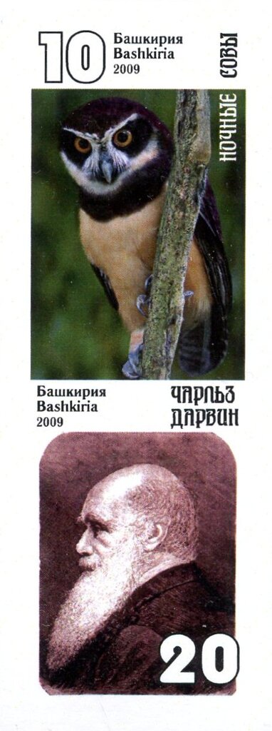 Owls