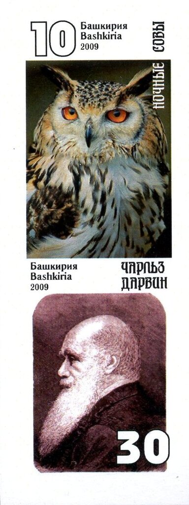 Owls