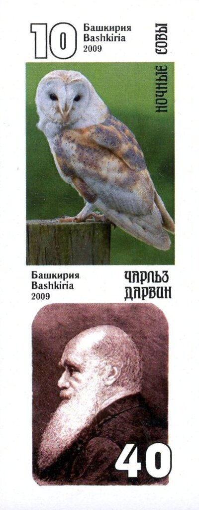 Owls