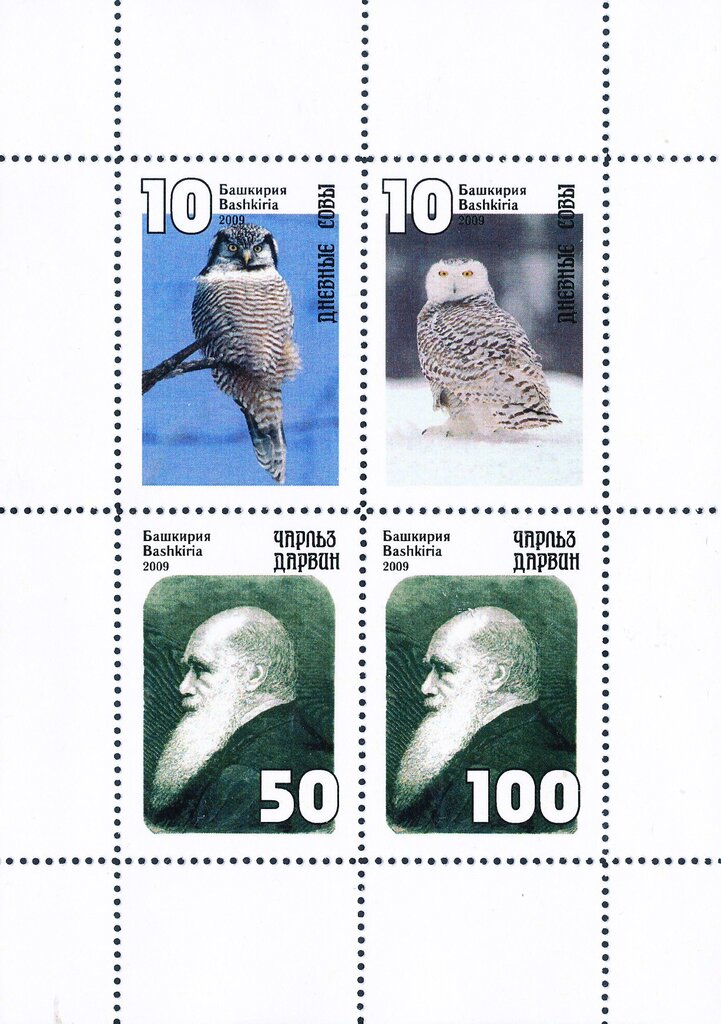 Owls
