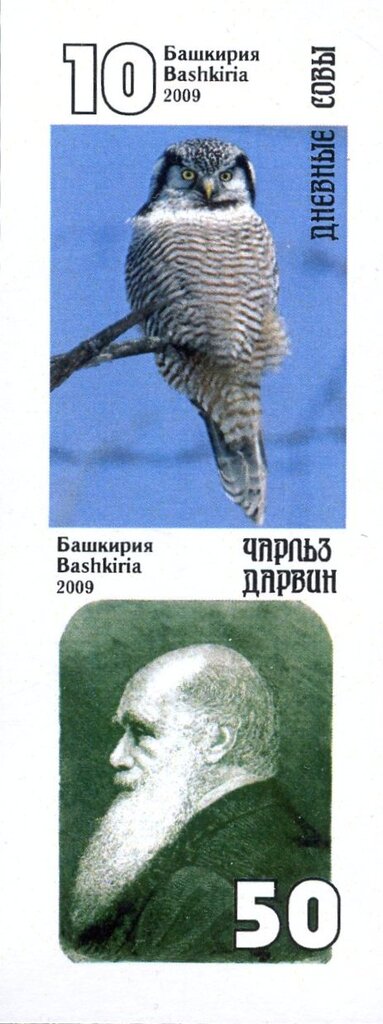 Owls
